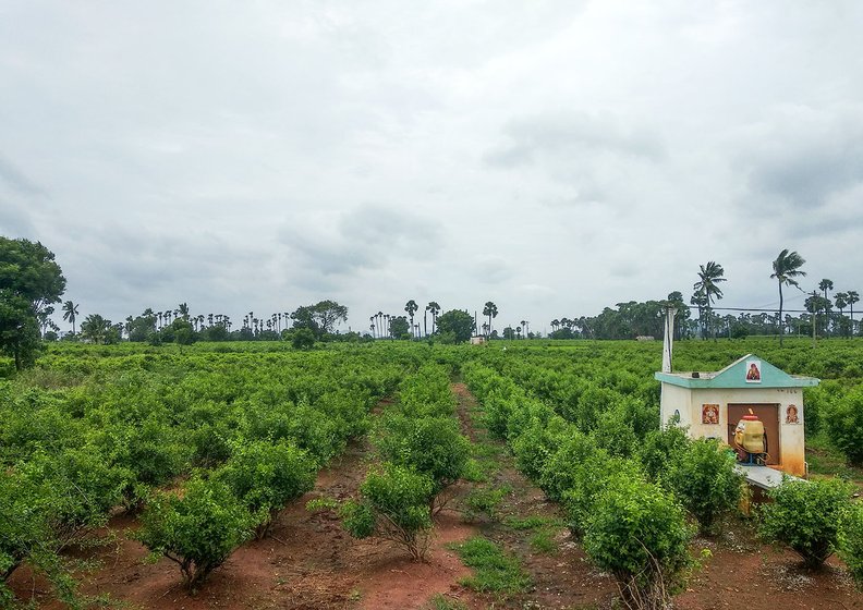 Jasmine gardens in Penumaka being grown on lands which have not been given for pooling.