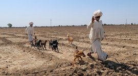 गुजरात मं नंदावत चारागान, मुस्किल मं मेढ़ा चरवाहा