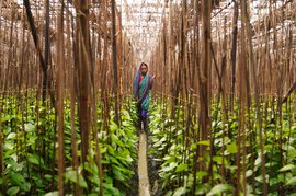 Extreme weather plays havoc with Magahi paan