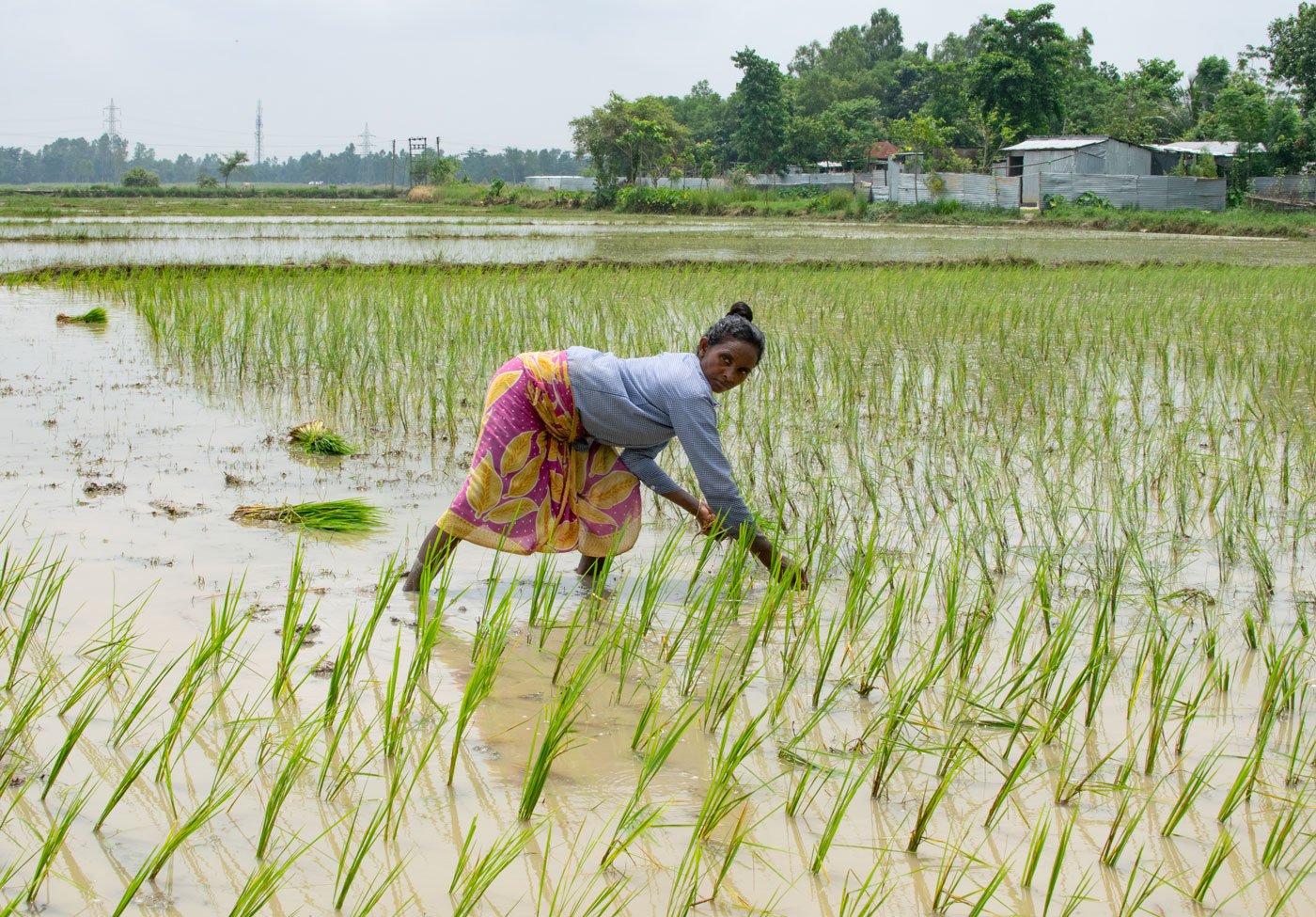 Laxmi Tudu has faced many losses over five years – her husband died, then her brother-in-law and, recently, her daughter. Through all this, she has laboured to support her children, holding on to a handful of hopes

