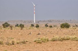 Great Indian Bustard: sacrificed for power