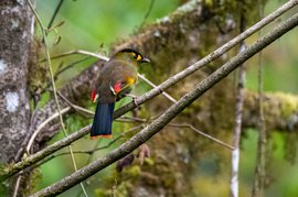 On the wings of the Bugun Liocichla