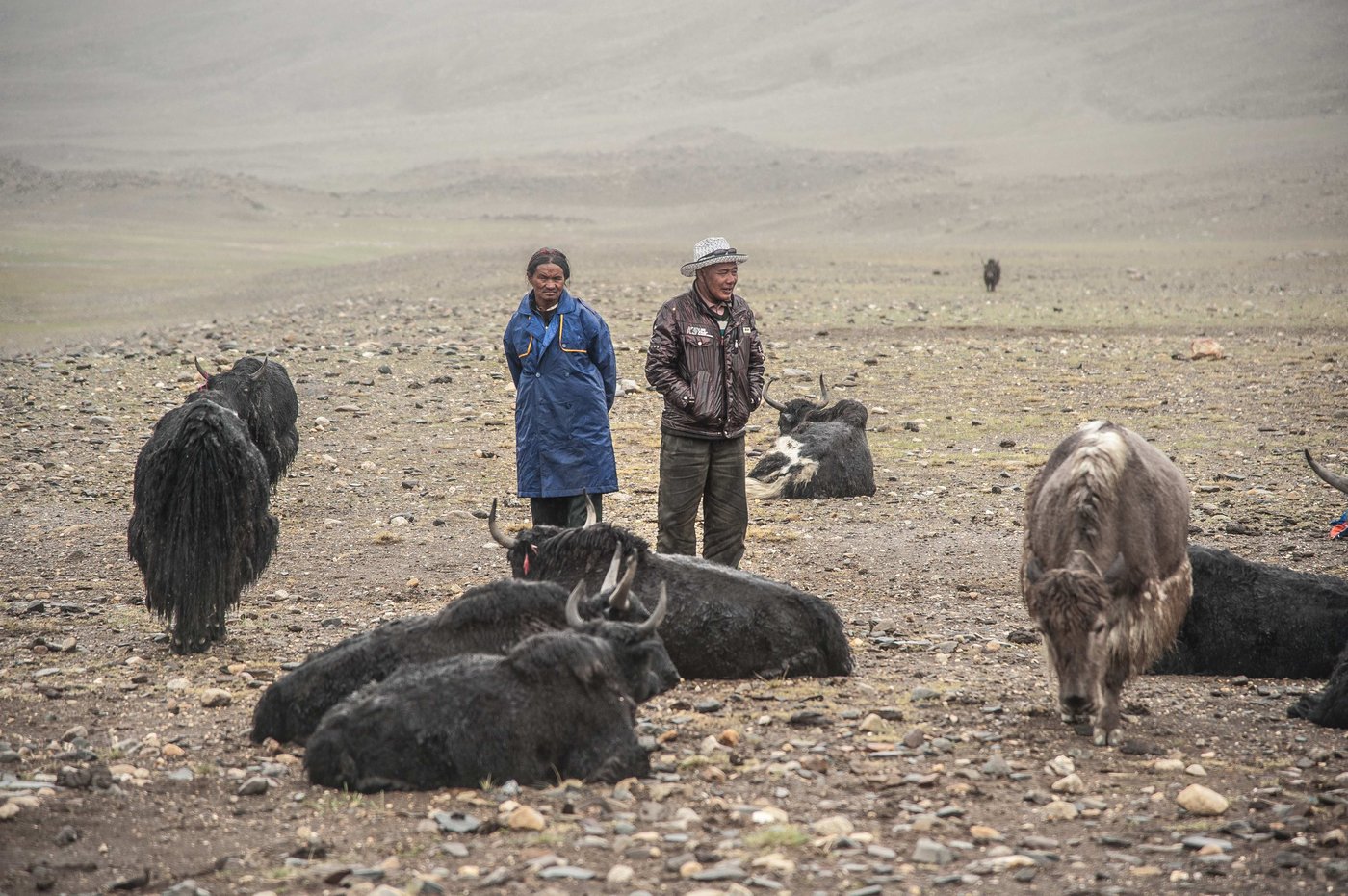 Karma Rinchen and Norla Dondrup belong to two separate herding units Kharloog and Dieque respectively.   