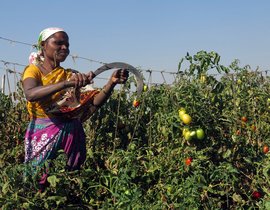 Notebandi takes the sauce out of Nashik’s tomatoes