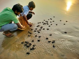 വിശാഖപട്ടണത്തിലെ  ഒലിവ് റിഡ്‌ലി കടലാമകളുടെ സംരക്ഷണം