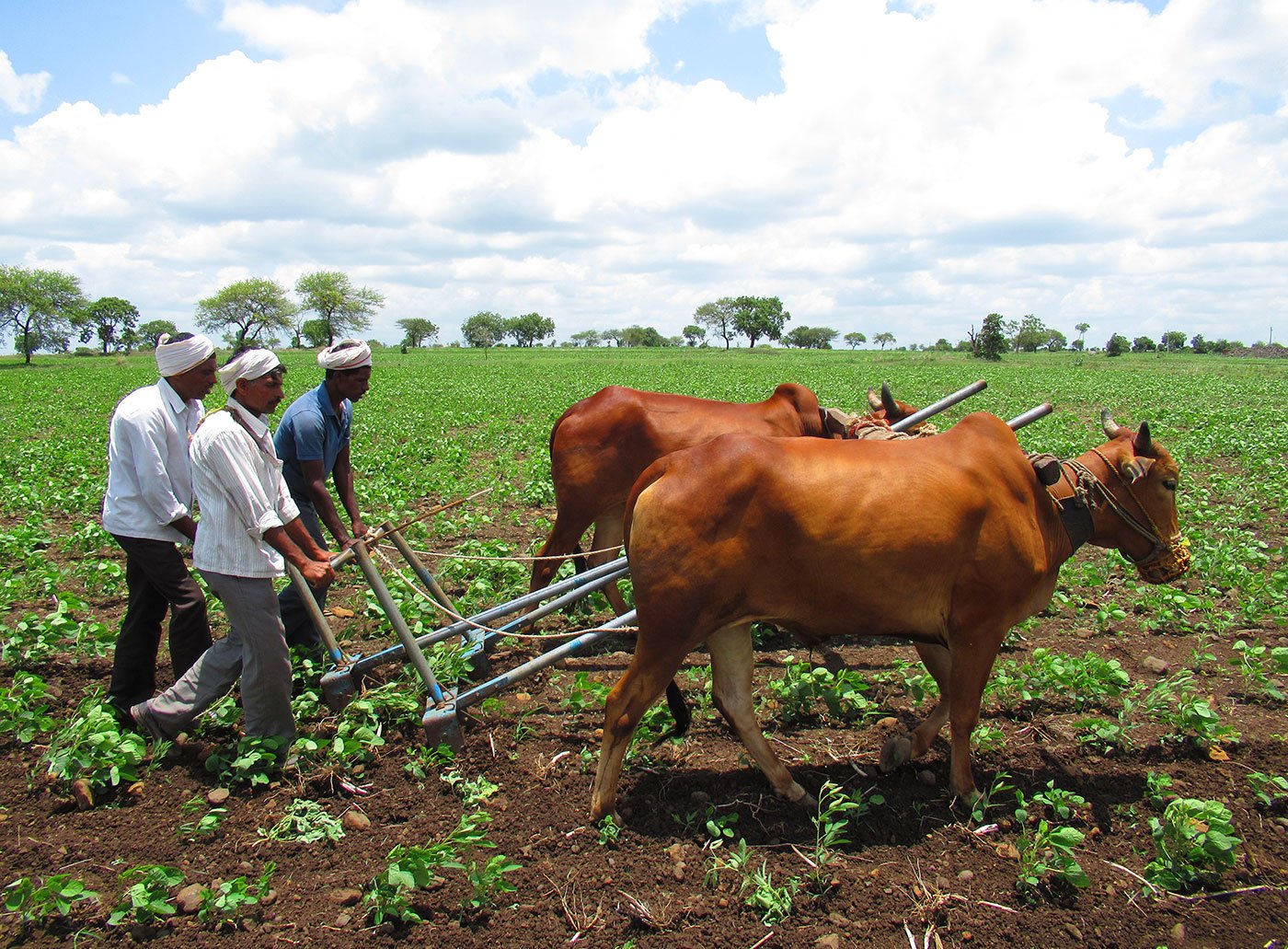 three men ploughing the field