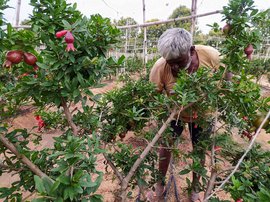 Pomegranates are losing their shine