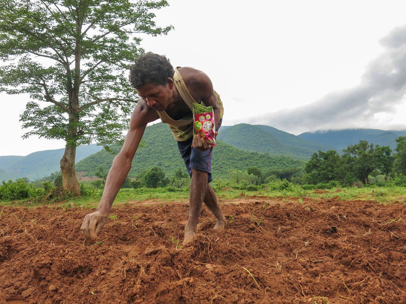 In Kaliponga village, farmer Ramdas and his wife Ratnamani sow BT and HT cotton, days after dousing their lands with glyphosate, a broad spectrum herbicide 