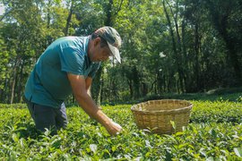 Kangra’s tea gardens: falling off the map