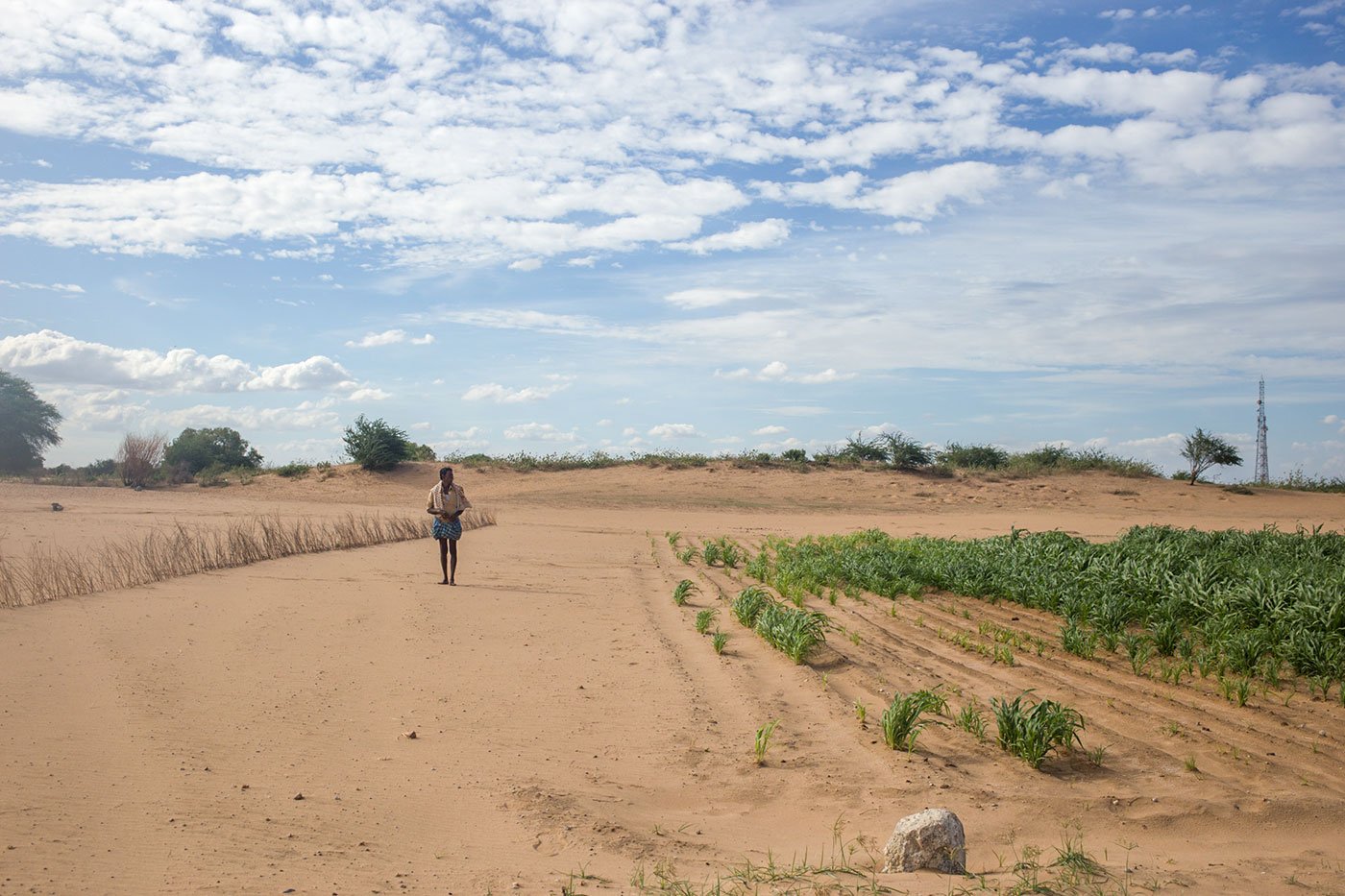 Pujarai Linganna in his field