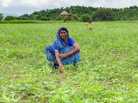 The Runj river and Ajaigarh’s dal farmers