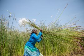 'These korai fields are my second home'