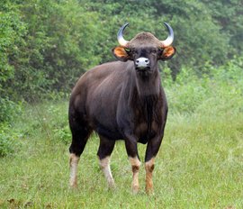 Buffaloed by the climate in Kolhapur