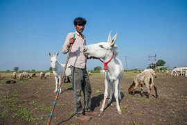 7000 રુપિયે લિટર: ગધેડાનાસંવર્ધક માલધારીઓના દૂઝતાં સપનાં?