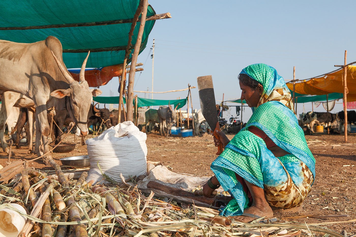 Lakshmi cutting sugarcane for fodder to feed her cows