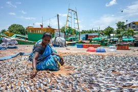 Drying fish, dwindling fortunes