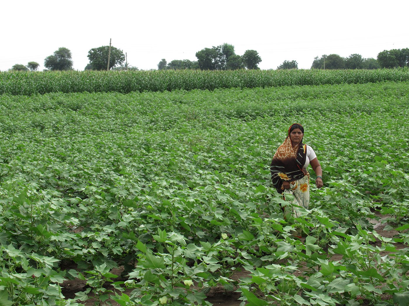 Padmabai Gajare at her farm