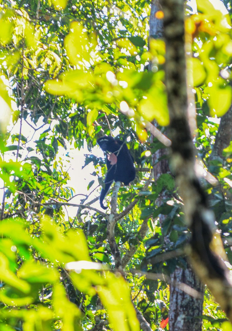 'With long and slender arms, hoolock gibbons are swift creatures, barely needing to step on the ground. They swing from tree to tree at speeds upto 55 km/hr, covering upto six meters in just one swing'

