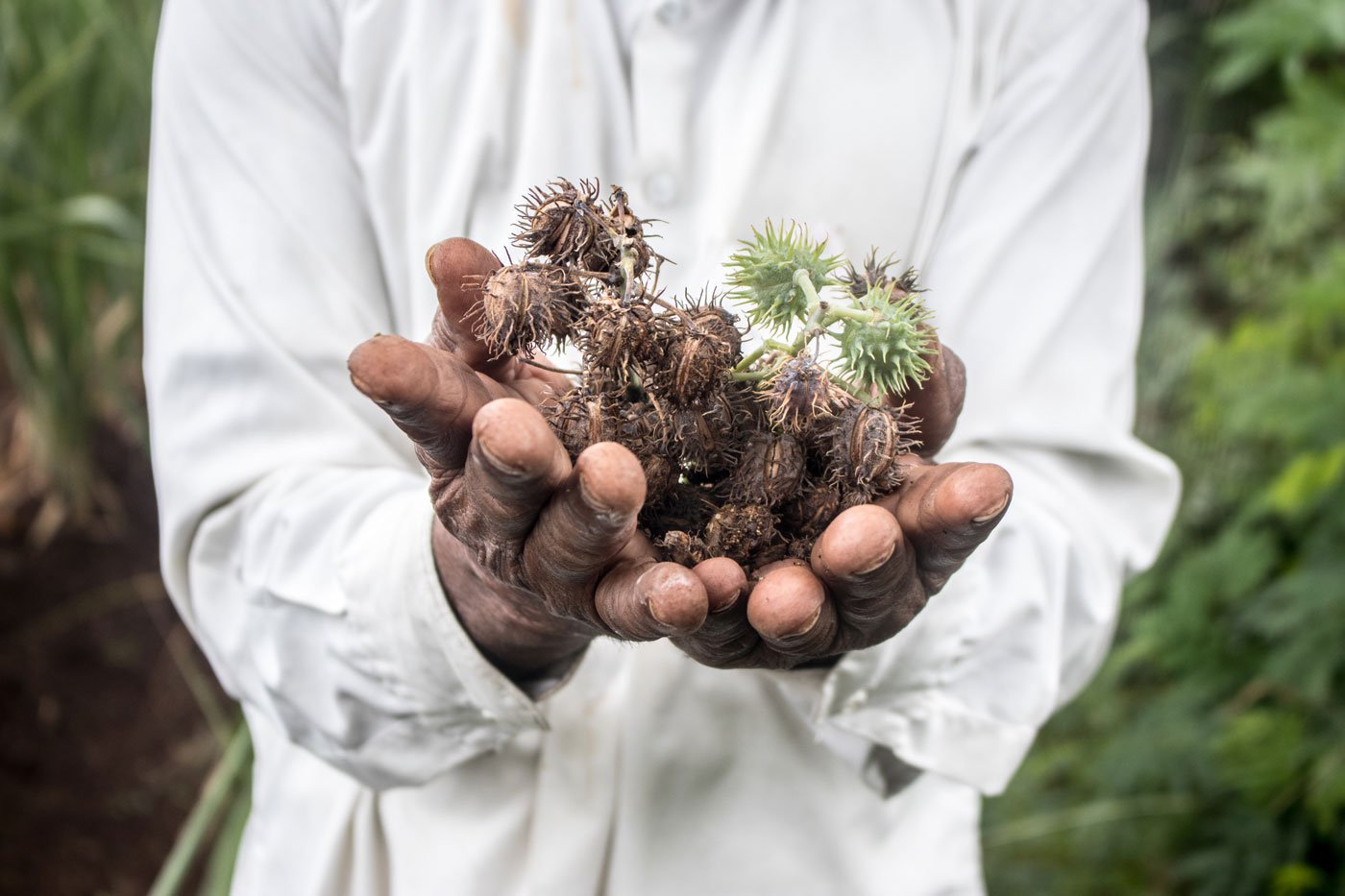 Narayan Gaikwad shows the thorny castor beans from his field