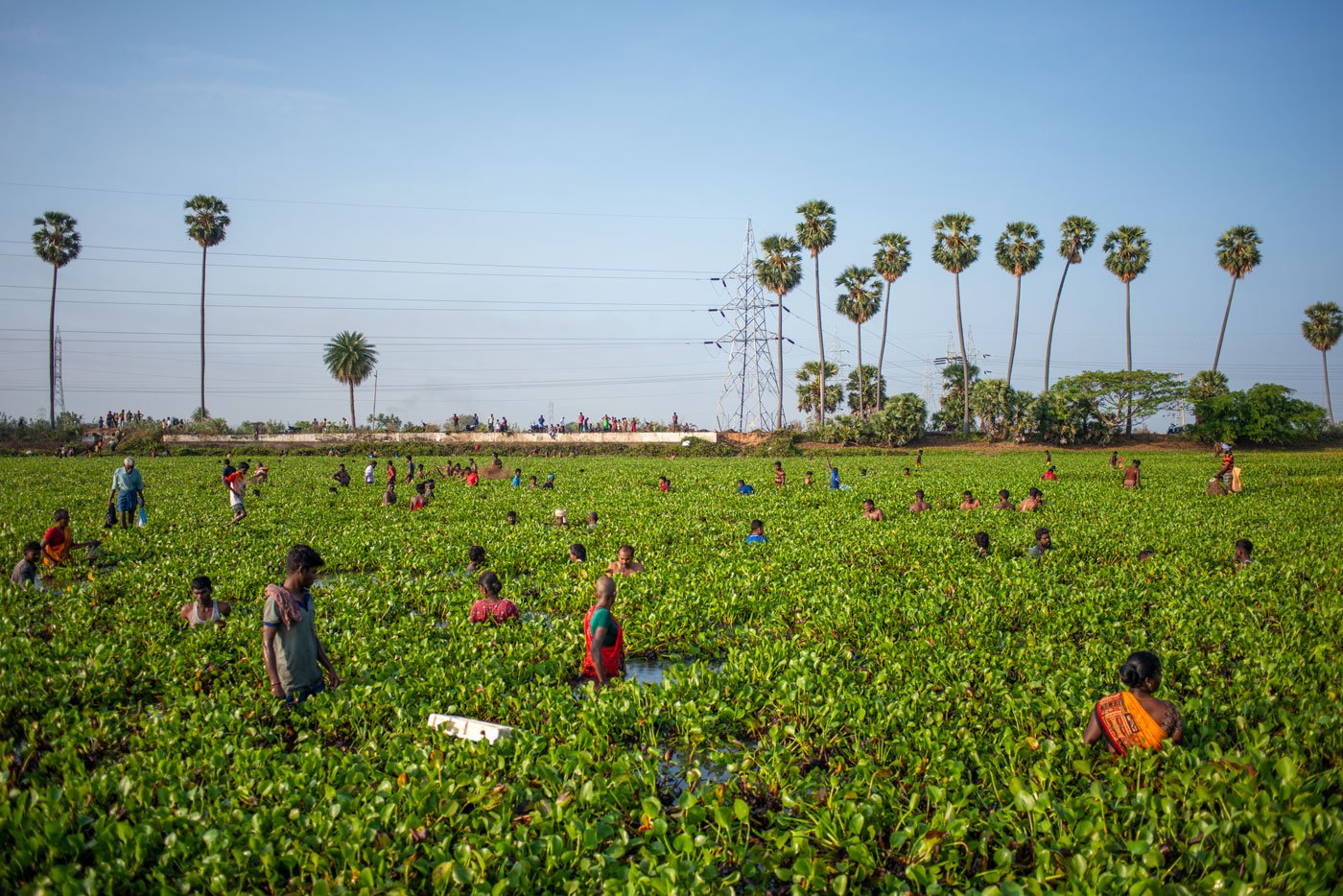 Villagers scouring the lake as part of the fish harvesting festival celebrations held in March in Madurai district’s Kallandhiri village