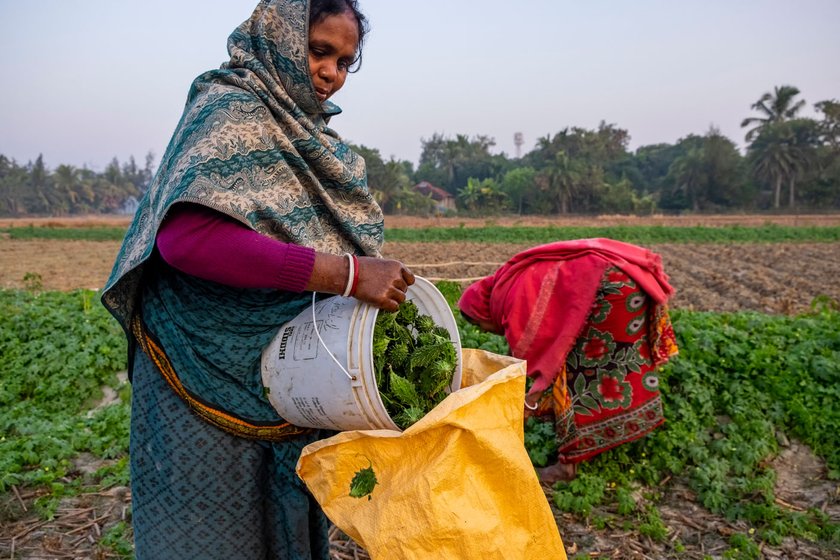 While the nationwide lockdown is disrupting food supplies across the country, the people living on Mousani island in the Sundarbans are not worried: 'The vegetables and produce that used to go from here to markets on boats every day cannot be sent that way now', says Saral Das (right) of Bagdanga village on the island (file photos)

