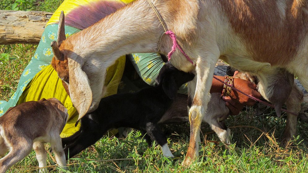 Husn Ara trying to feed her 2 day old kids