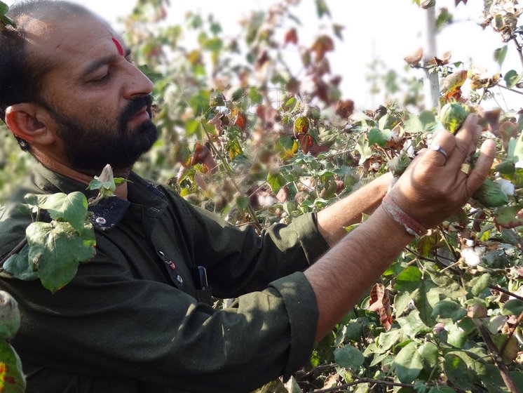 A man in cotton farm