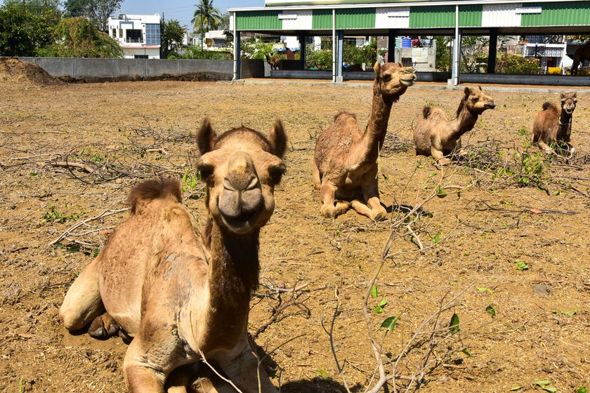 Left: The camels were detained and lodged in a confined space at the Gaurakshan Sanstha in Amravati district. Right: Kammabhai with Khamri, a young male camel who has not yet recovered from the shock of detention