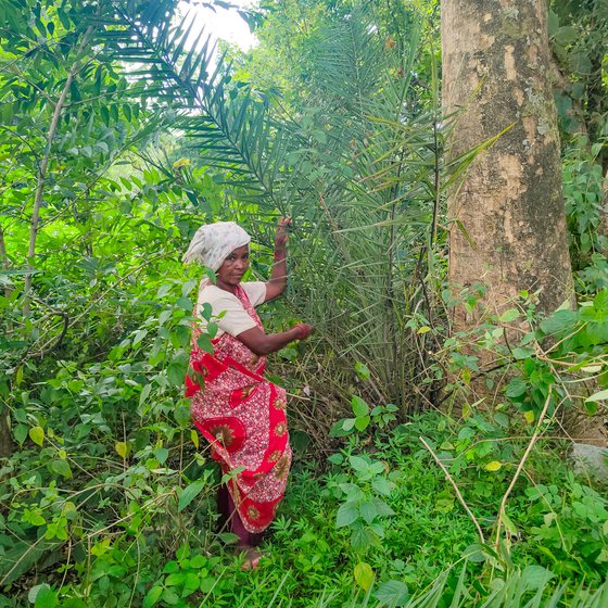 Jolen's chatais are made from the leaves of the date palm. She prefers to collect them herself from the forest, rather than buy from the market