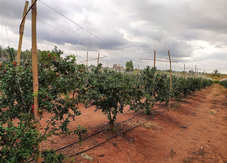 Manjunath Gowda's two acre pomegranate farm (left) in Gadenahalli village, Bangalore district