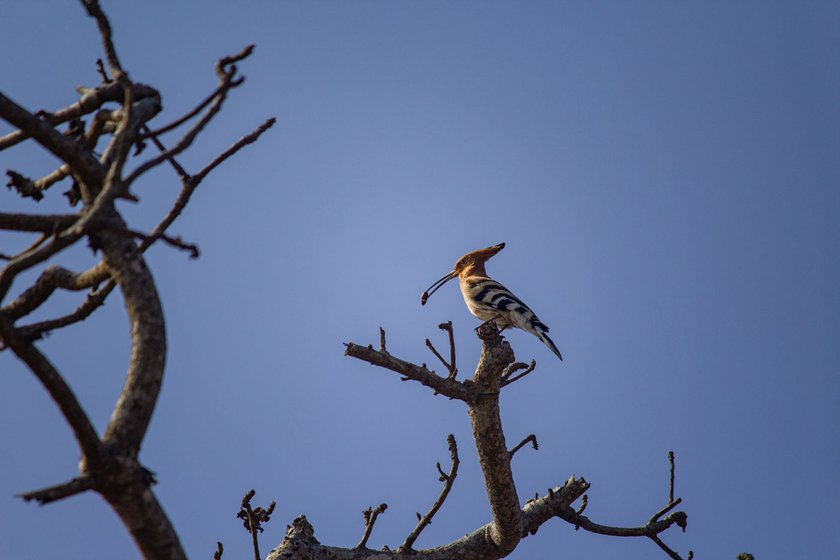 Left: A Hoopoe bird after gathering some food.