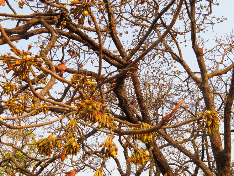 Left: Mahua flowers ready to drop off the trees near Parasi village. Right: Sukhrani Singh near her mahua trees in the buffer zone of Bandhavgarh Tiger Reserve