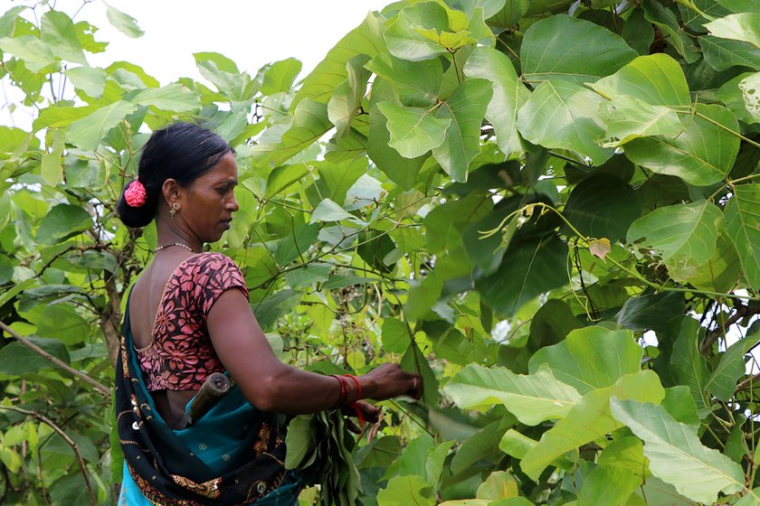 Tulshi collecting palash leaves