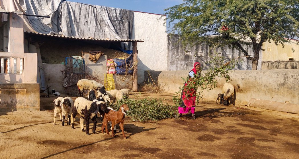 Left: Sita Devi spreads the daali around for the animals.