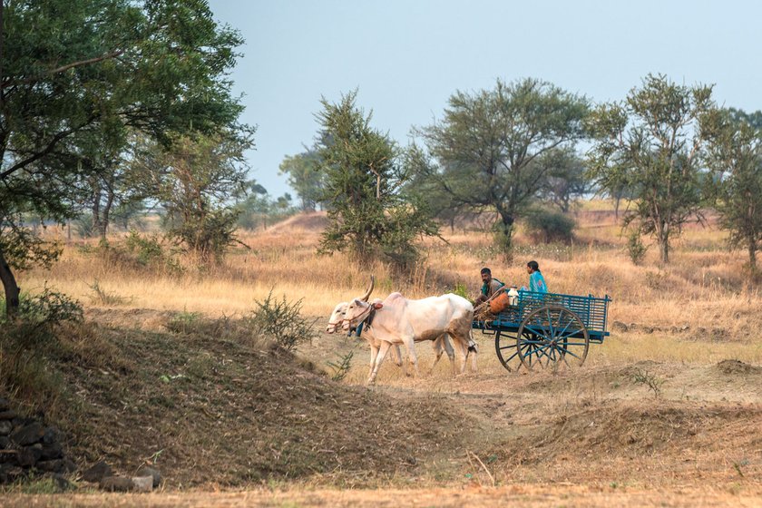 Left: Some families hire vans to fit in their entire world as they migrate – their belongings, children, sheep and goats are all packed in. Bigger animals like horses are taken on foot separately to the new destinations. Right: Some families still journey on bullock carts. This is around Chachadi village in Parasgad block of Belagavi district