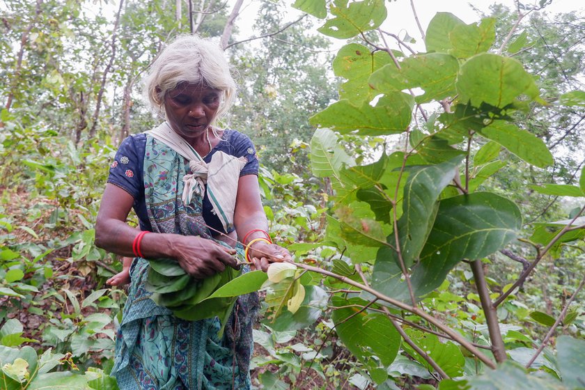 Sakuni (left) and Geeta Devi (right), residents of Kope village in Latehar district, have been friends for almost three decades. They collect sal leaves from Hehegara forest and fashion the leaves into bowls and plates which they sell in the town of Daltonganj, district headquarters of Palamau