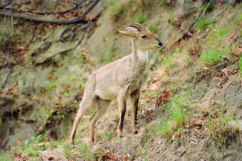 Gorals are listed as Near Threatened by the IUCN due to habitat loss and hunting