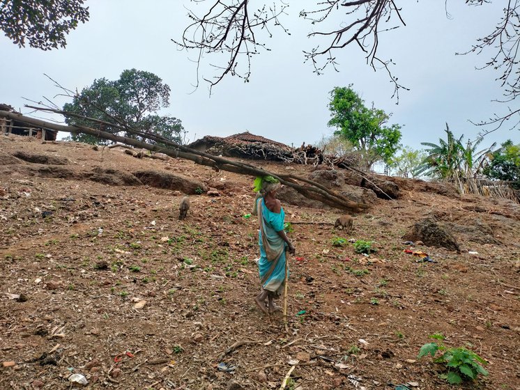 Members of the Mal Paharia community in Jharkhand rely on agriculture and forest produce for their survival. The community is one of the 32 scheduled tribes in the state, many of whom belong to Particularly Vulnerable Tribal Groups (PVTGs)