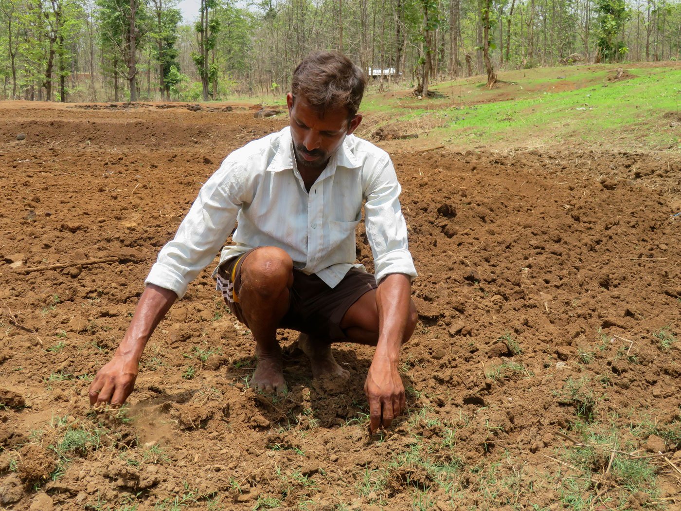 Paddy farmers Dharma Garel (left) and his son Raju: 'The rain has not increased or decreased, it is more uneven – and the heat has increased a lot'