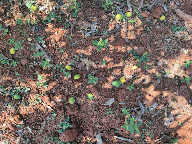 Marudupudi Nagaraju (left) is a mango farmer in Pomula Bheemavaram village of Anakapalli district . He says that the unripe fruits are dropping (right) due to lack of proper irrigation