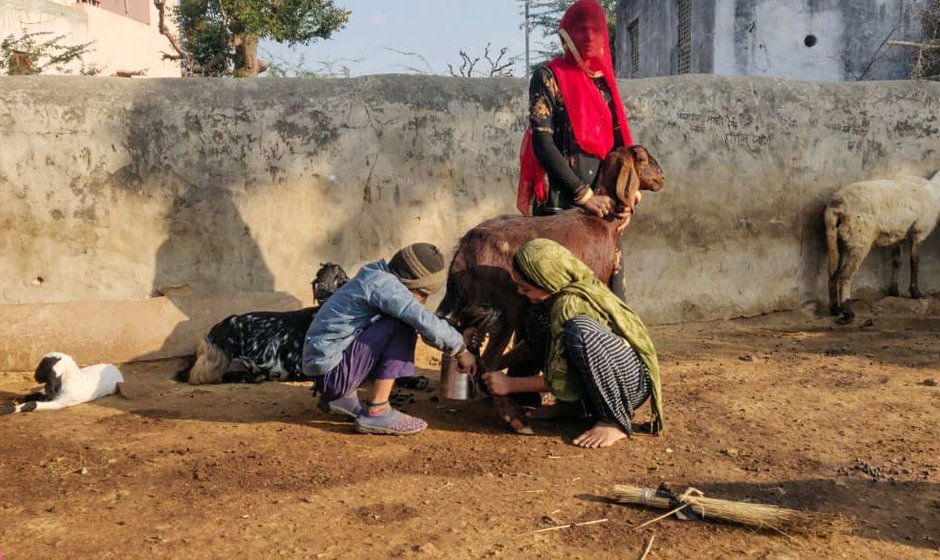 Sita's young nephew milks the goat while her daughter-in-law, Sanju and niece, Renu hold it