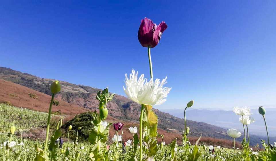 Left: Poppy plantations in Ngahmun village in Manipur's Kangpokpi district .