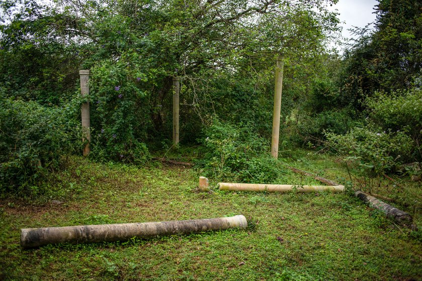 Damage left behind by elephants raiding the fields for food in Krishnagiri district