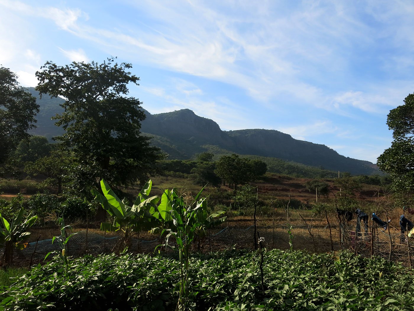 In Gandhamardan, the Odisha Mining Corporation wants to extract 300 million tonnes of ore across 1,590 hectares of forested land