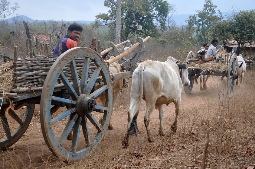 Local people from the other villages going to forest to collect firewood