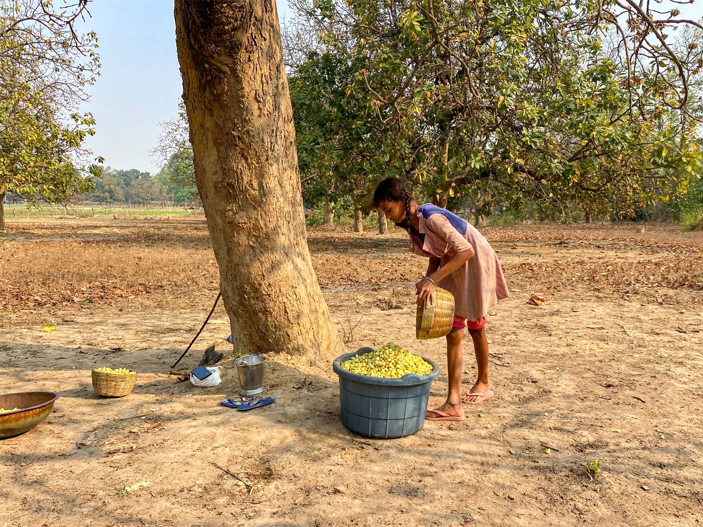 Usha fillng up the tub with her collection of mahua flowers