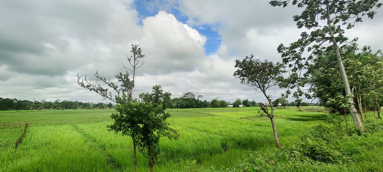 Majuli's paddy fields rely on the waters of the Brahmaputra