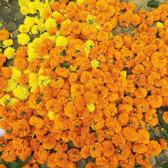 Marigold flowers