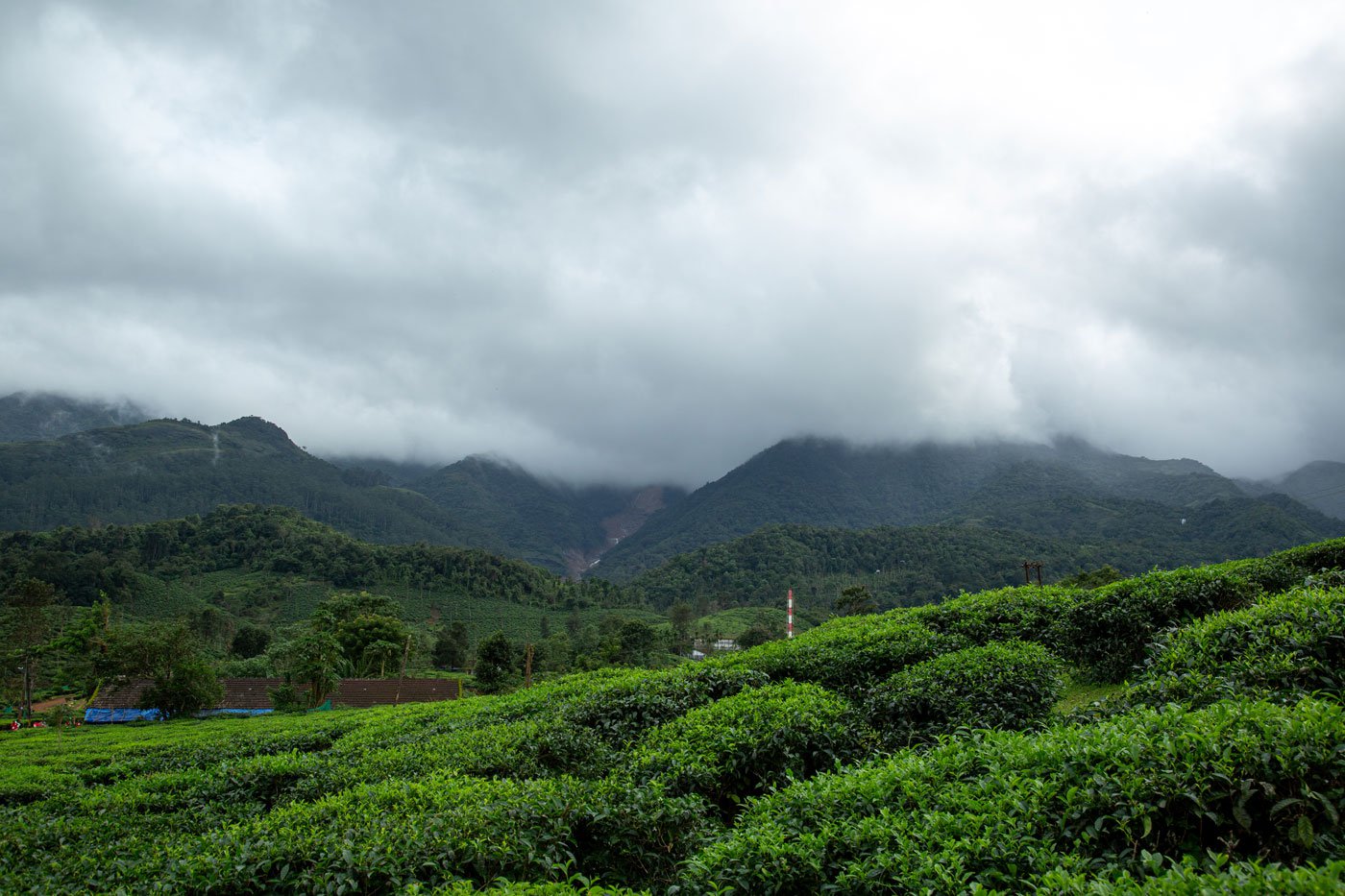 The Wayanad tragedy occurred in an area with numerous tea estates. Seen here are the houses of tea estate workers