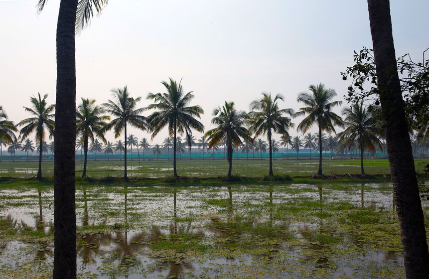 Coconut trees